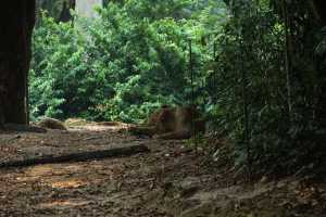 SINGAPORE ZOO (407)
